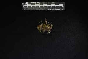  (Orthostichidium pentastichum - REU029531)  @11 [ ] CC-BY-NC-SA (2024) Unspecified PVBMT Research Unit, University of Reunion, CIRAD