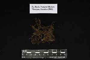  ( - REU029567)  @11 [ ] CC-BY-NC-SA (2024) Unspecified PVBMT Research Unit, University of Reunion, CIRAD