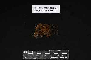 (Schlotheimia squarrosa - REU029605)  @11 [ ] CC-BY-NC-SA (2024) Unspecified PVBMT Research Unit, University of Reunion, CIRAD