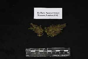  ( - REU029665)  @11 [ ] CC-BY-NC-SA (2024) Unspecified PVBMT Research Unit, University of Reunion, CIRAD