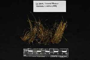  (Aongstroemia - REU029666)  @11 [ ] CC-BY-NC-SA (2024) Unspecified PVBMT Research Unit, University of Reunion, CIRAD