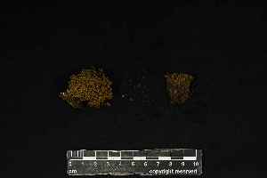 ( - REU029715)  @11 [ ] CC-BY-NC-SA (2024) Unspecified PVBMT Research Unit, University of Reunion, CIRAD
