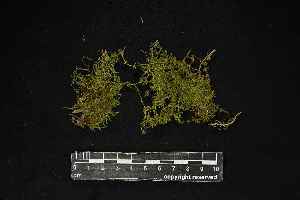  (Ectropothecium chenagonii - REU029720)  @11 [ ] CC-BY-NC-SA (2024) Unspecified PVBMT Research Unit, University of Reunion, CIRAD