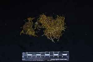  ( - REU029735)  @11 [ ] CC-BY-NC-SA (2024) Unspecified PVBMT Research Unit, University of Reunion, CIRAD