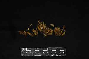  (Bartramia brevifolia - REU029763)  @11 [ ] CC-BY-NC-SA (2024) Unspecified PVBMT Research Unit, University of Reunion, CIRAD