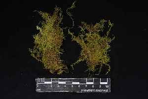  (Ectropothecium - REU029782)  @11 [ ] CC-BY-NC-SA (2024) Unspecified PVBMT Research Unit, University of Reunion, CIRAD