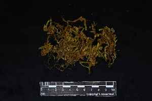  (Breutelia diffracta - REU029787)  @11 [ ] CC-BY-NC-SA (2024) Unspecified PVBMT Research Unit, University of Reunion, CIRAD
