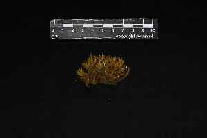  (Bartramia gigantea - REU030106)  @11 [ ] CC-BY-NC-SA (2024) Unspecified Université de la Réunion
