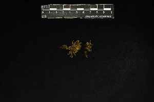  (Macromitrium fimbriatum - REU031073)  @11 [ ] CC-BY-NC-SA (2024) Unspecified PVBMT Research Unit, University of Reunion, CIRAD