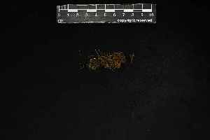  (Schlotheimia badiella - REU031074)  @11 [ ] CC-BY-NC-SA (2024) Unspecified PVBMT Research Unit, University of Reunion, CIRAD