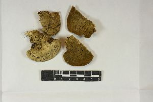  (Whalleya - REU030194)  @11 [ ] CC-BY-NC-SA (2024) Unspecified PVBMT Research Unit, University of Reunion, CIRAD