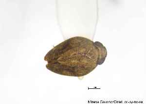  ( - MGAU04957_0102)  @11 [ ] cc-by-nc-sa (2025) Gauche Mirana PVBMT Research Unit, University of Reunion, CIRAD