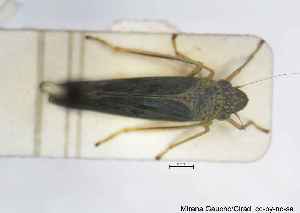  ( - MGAU04978_0102)  @11 [ ] cc-by-nc-sa (2025) Gauche Mirana PVBMT Research Unit, University of Reunion, CIRAD