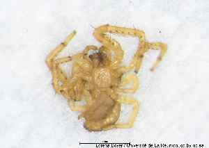  ( - MGAU07112_0101)  @11 [ ] cc-by-nc-sa (2025) Gauche Mirana PVBMT Research Unit, University of Reunion, CIRAD