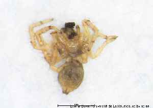  ( - MGAU07112_0102)  @11 [ ] cc-by-nc-sa (2025) Gauche Mirana PVBMT Research Unit, University of Reunion, CIRAD