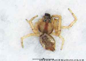  ( - MGAU07112_0102)  @11 [ ] cc-by-nc-sa (2025) Gauche Mirana PVBMT Research Unit, University of Reunion, CIRAD