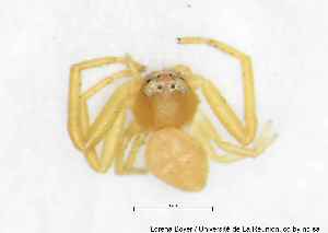  ( - MGAU07126_0101)  @11 [ ] cc-by-nc-sa (2025) Gauche Mirana PVBMT Research Unit, University of Reunion, CIRAD