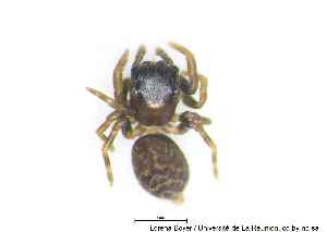  ( - MGAU07154_0101)  @11 [ ] cc-by-nc-sa (2025) Gauche Mirana PVBMT Research Unit, University of Reunion, CIRAD