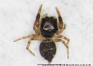  ( - MGAU07158_0101)  @11 [ ] cc-by-nc-sa (2025) Gauche Mirana PVBMT Research Unit, University of Reunion, CIRAD