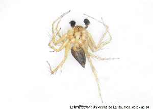  (Oxyopes dumonti - MGAU07162_0101)  @11 [ ] cc-by-nc-sa (2025) Gauche Mirana PVBMT Research Unit, University of Reunion, CIRAD