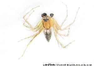  ( - MGAU07162_0101)  @11 [ ] cc-by-nc-sa (2025) Gauche Mirana PVBMT Research Unit, University of Reunion, CIRAD