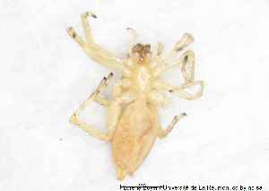  (Clubiona nigromaculosa - MGAU07165_0101)  @11 [ ] cc-by-nc-sa (2025) Gauche Mirana PVBMT Research Unit, University of Reunion, CIRAD