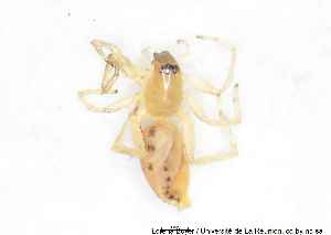  ( - MGAU07165_0101)  @11 [ ] cc-by-nc-sa (2025) Gauche Mirana PVBMT Research Unit, University of Reunion, CIRAD