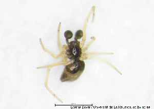  (Coleosoma blandum - MGAU07171_0103)  @11 [ ] cc-by-nc-sa (2025) Gauche Mirana PVBMT Research Unit, University of Reunion, CIRAD