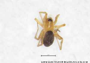  (Tropizodium - MGAU07191_0101)  @11 [ ] cc-by-nc-sa (2025) Gauche Mirana PVBMT Research Unit, University of Reunion, CIRAD