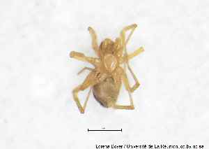  ( - MGAU07191_0101)  @11 [ ] cc-by-nc-sa (2025) Gauche Mirana PVBMT Research Unit, University of Reunion, CIRAD