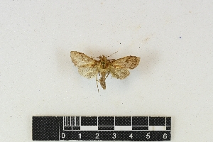  (Anomis campanalis - RKIT00017_0101)  @11 [ ] cc-by-nc-sa (2024) Gauche Mirana PVBMT Research Unit, University of Reunion, CIRAD
