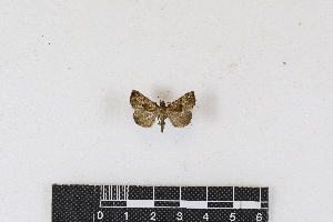  (Dichromia legrosi - RKIT00027_0101)  @11 [ ] cc-by-nc-sa (2024) Gauche Mirana PVBMT Research Unit, University of Reunion, CIRAD