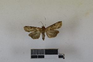  ( - RKIT00043_0102)  @11 [ ] cc-by-nc-sa (2024) Gauche Mirana PVBMT Research Unit, University of Reunion, CIRAD