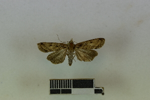  ( - RKIT00043_0103)  @11 [ ] cc-by-nc-sa (2024) Gauche Mirana PVBMT Research Unit, University of Reunion, CIRAD