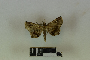  (Gracilodes angulalis - RKIT00044_0101)  @11 [ ] cc-by-nc-sa (2024) Gauche Mirana PVBMT Research Unit, University of Reunion, CIRAD