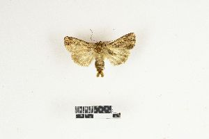  (Feliniopsis tenera - RKIT00050_0101)  @11 [ ] cc-by-nc-sa (2025) Gauche Mirana PVBMT Research Unit, University of Reunion, CIRAD