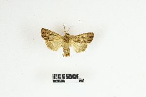  ( - RKIT00050_0102)  @11 [ ] cc-by-nc-sa (2025) Gauche Mirana PVBMT Research Unit, University of Reunion, CIRAD