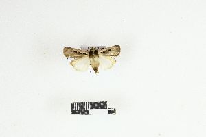  ( - RKIT00054_0101)  @11 [ ] cc-by-nc-sa (2025) Gauche Mirana PVBMT Research Unit, University of Reunion, CIRAD