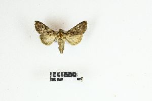  ( - RKIT00055_0101)  @11 [ ] cc-by-nc-sa (2025) Gauche Mirana PVBMT Research Unit, University of Reunion, CIRAD