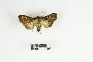  ( - RKIT00055_0102)  @11 [ ] cc-by-nc-sa (2025) Gauche Mirana PVBMT Research Unit, University of Reunion, CIRAD