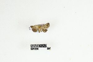  ( - RKIT00058_0102)  @11 [ ] cc-by-nc-sa (2025) Gauche Mirana PVBMT Research Unit, University of Reunion, CIRAD