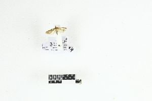  (Scoparia benigna - RKIT00077_0101)  @11 [ ] cc-by-nc-sa (2025) Gauche Mirana PVBMT Research Unit, University of Reunion, CIRAD