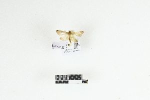  (Cnaphalocrocis grucheti - RKIT00096_0101)  @11 [ ] cc-by-nc-sa (2025) Gauche Mirana PVBMT Research Unit, University of Reunion, CIRAD