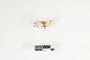  (Parachma lequettealis - RKIT00098_0101)  @11 [ ] cc-by-nc-sa (2025) Gauche Mirana PVBMT Research Unit, University of Reunion, CIRAD