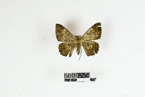  (Racotis incompletaria - RKIT00105_0101)  @11 [ ] cc-by-nc-sa (2025) Gauche Mirana PVBMT Research Unit, University of Reunion, CIRAD