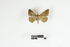  ( - RKIT00112_0101)  @11 [ ] cc-by-nc-sa (2025) Gauche Mirana PVBMT Research Unit, University of Reunion, CIRAD