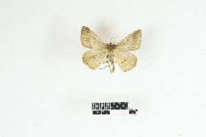  ( - RKIT00112_0102)  @11 [ ] cc-by-nc-sa (2025) Gauche Mirana PVBMT Research Unit, University of Reunion, CIRAD