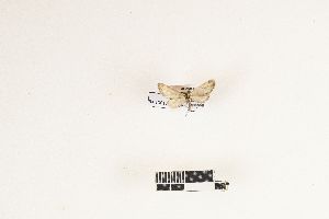  (Eupithecia graphiticata - RKIT00116_0101)  @11 [ ] cc-by-nc-sa (2025) Gauche Mirana PVBMT Research Unit, University of Reunion, CIRAD