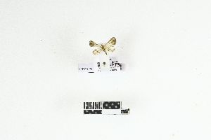  (Chloroclystis exilipicta - RKIT00121_0101)  @11 [ ] cc-by-nc-sa (2025) Gauche Mirana PVBMT Research Unit, University of Reunion, CIRAD