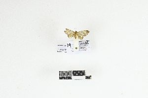  (Chloroclystis nanula - RKIT00123_0101)  @11 [ ] cc-by-nc-sa (2025) Gauche Mirana PVBMT Research Unit, University of Reunion, CIRAD